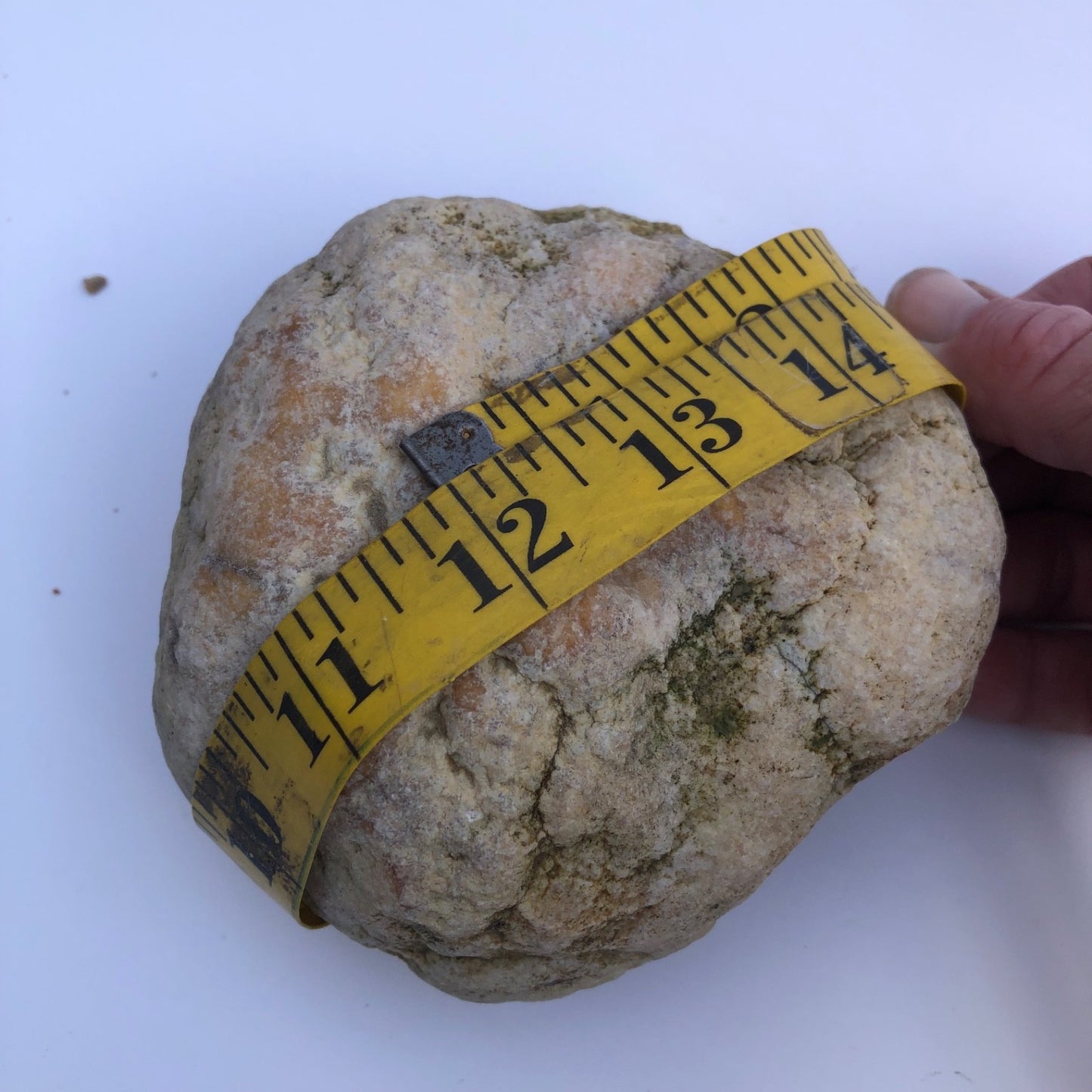 1.28 lb Kentucky Geode Hollow Nodule, Unopened, Natural Quartz Crystal Rock – Hand-Collected at Fishing Creek, KY