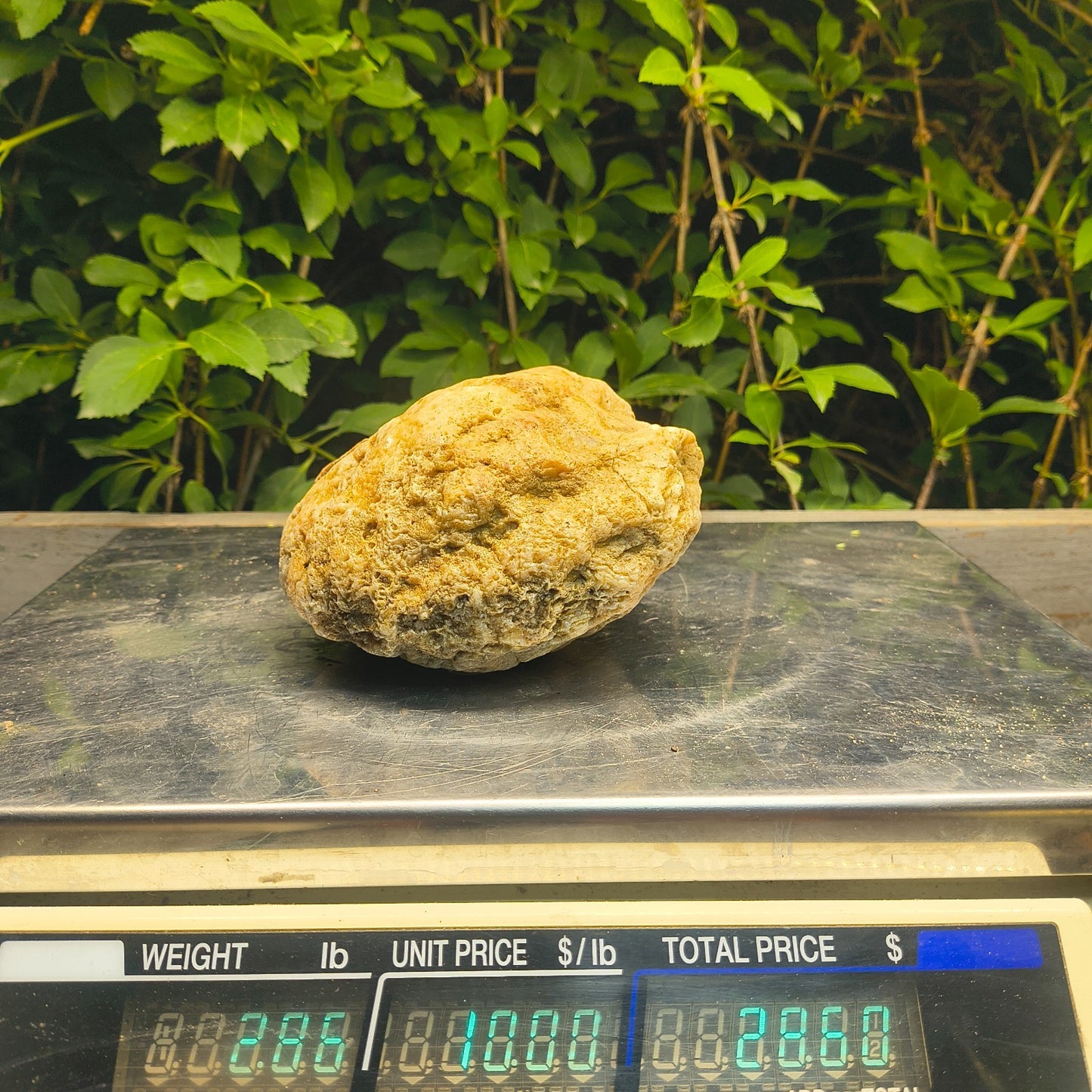 2.84 lb Kentucky Rattler Geode, Exact Unopened Natural Crystal Specimen – Fishing Creek, KY