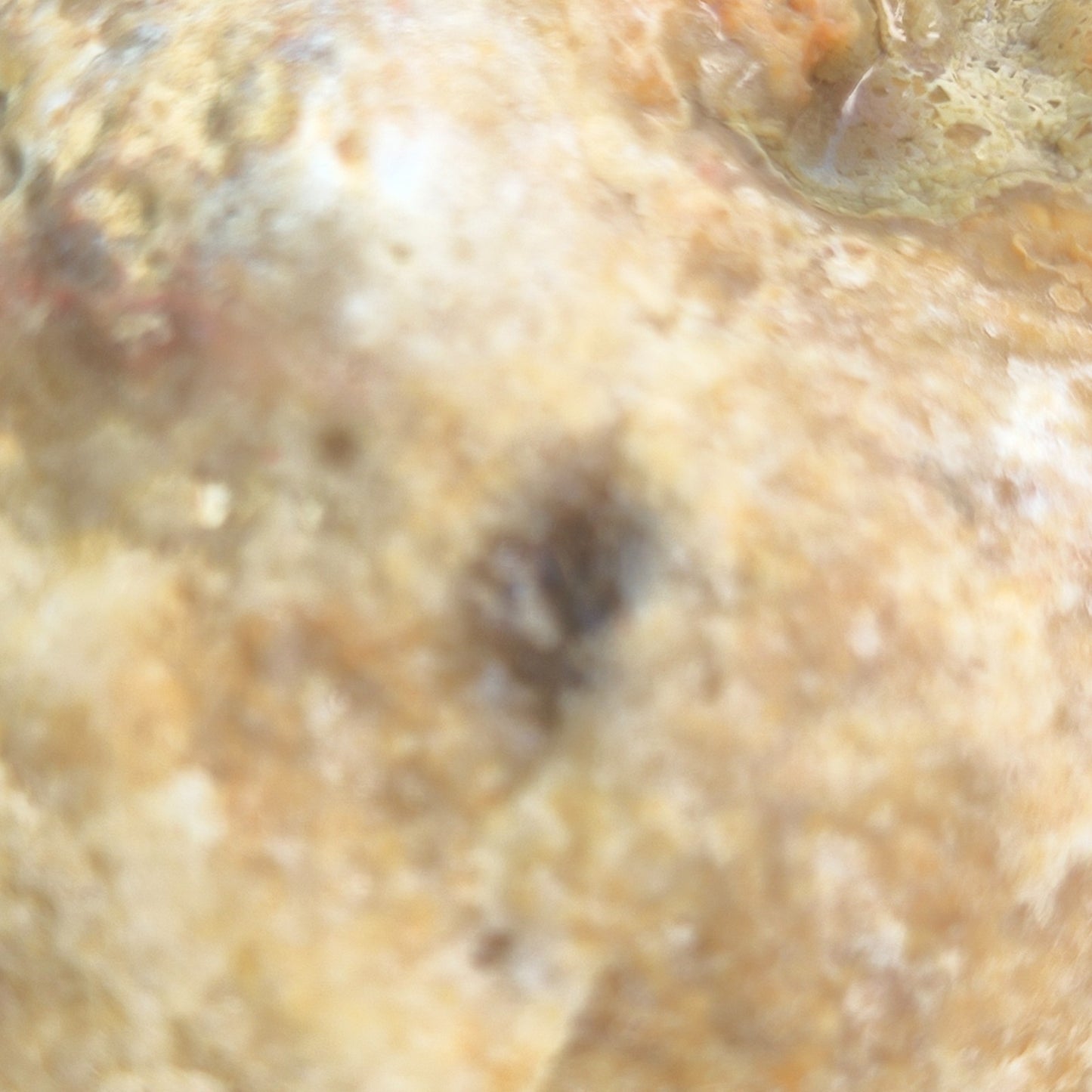 3.25 lb Kentucky Geode, Unopened Exact Specimen, Natural Whole Geode – Fishing Creek, KY