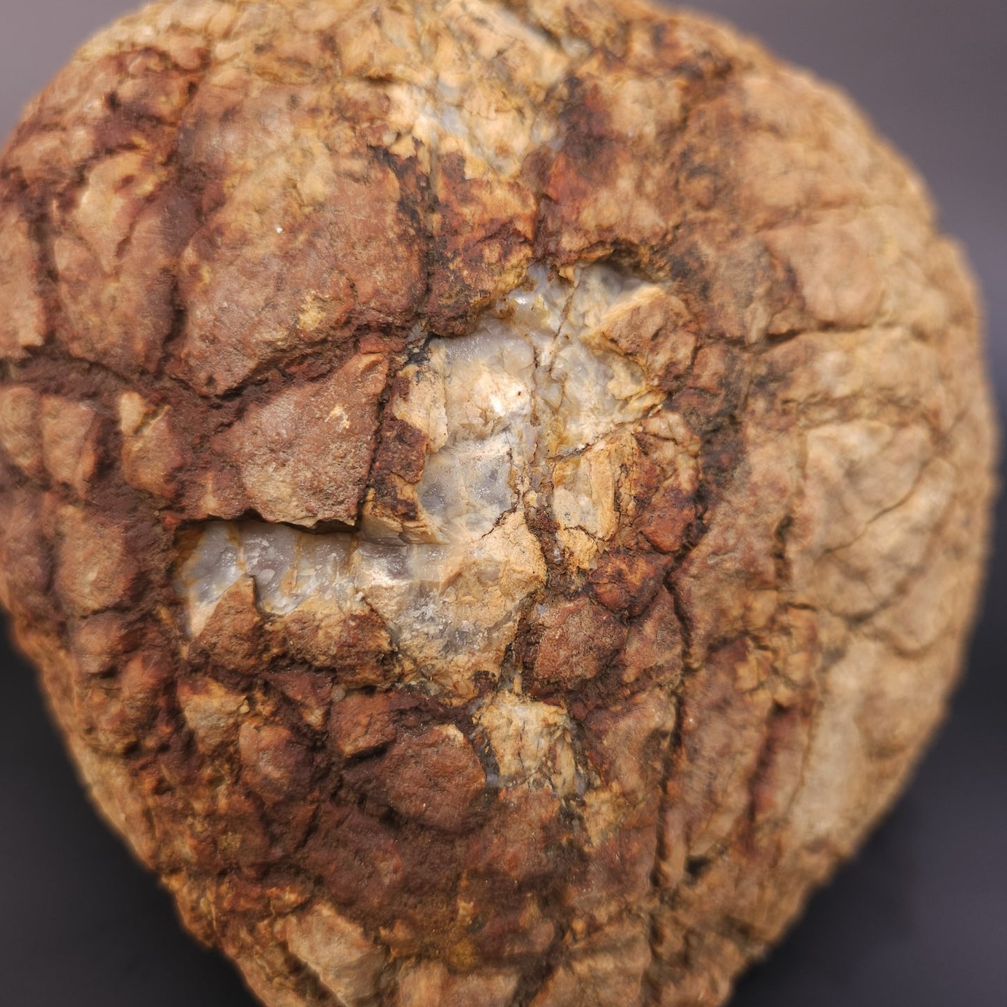 Large 12.24lb Septarian Concretion Stone, Natural Geological Specimen – Fishing Creek, KY