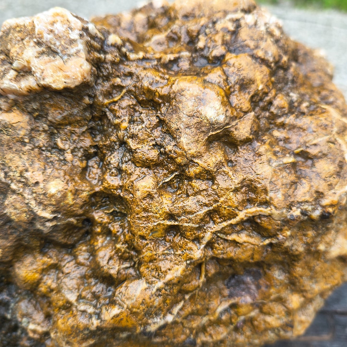 Large Kentucky Geode, Natural Unopened Crystal Geode, Collector Specimen – Fishing Creek, KY