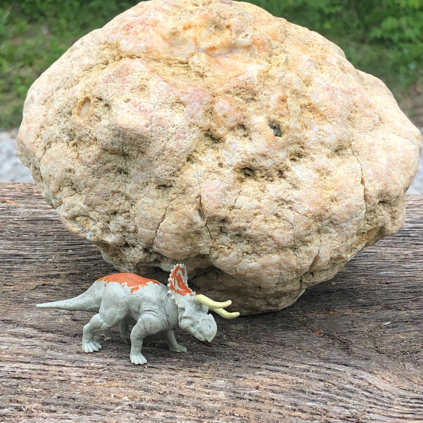 Unopened Kentucky Geode — 7" Wide Large Display Nodule, Crack Your Own