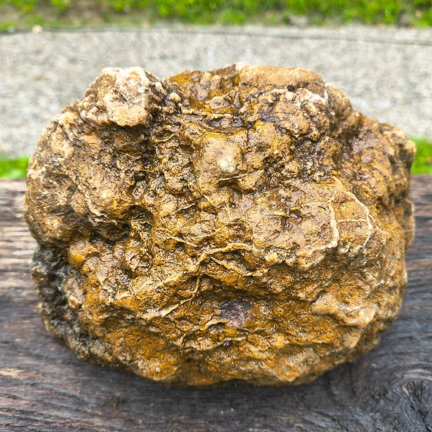 Large Kentucky Geode, Natural Unopened Crystal Geode, Collector Specimen – Fishing Creek, KY