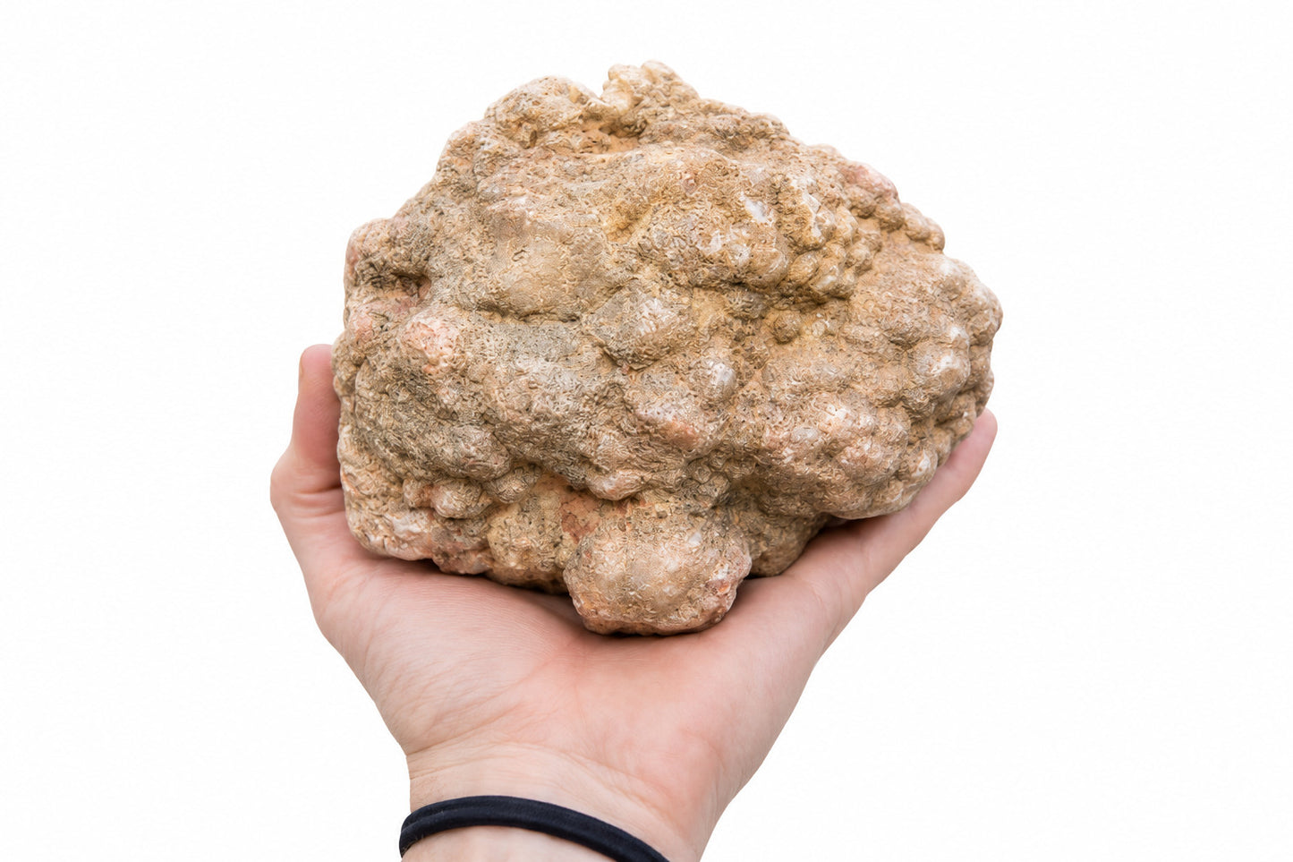 2+ lb Large Unopened Kentucky Geode, 3-5 Inch, Break Your Own Quartz Crystal – Fishing Creek, KY