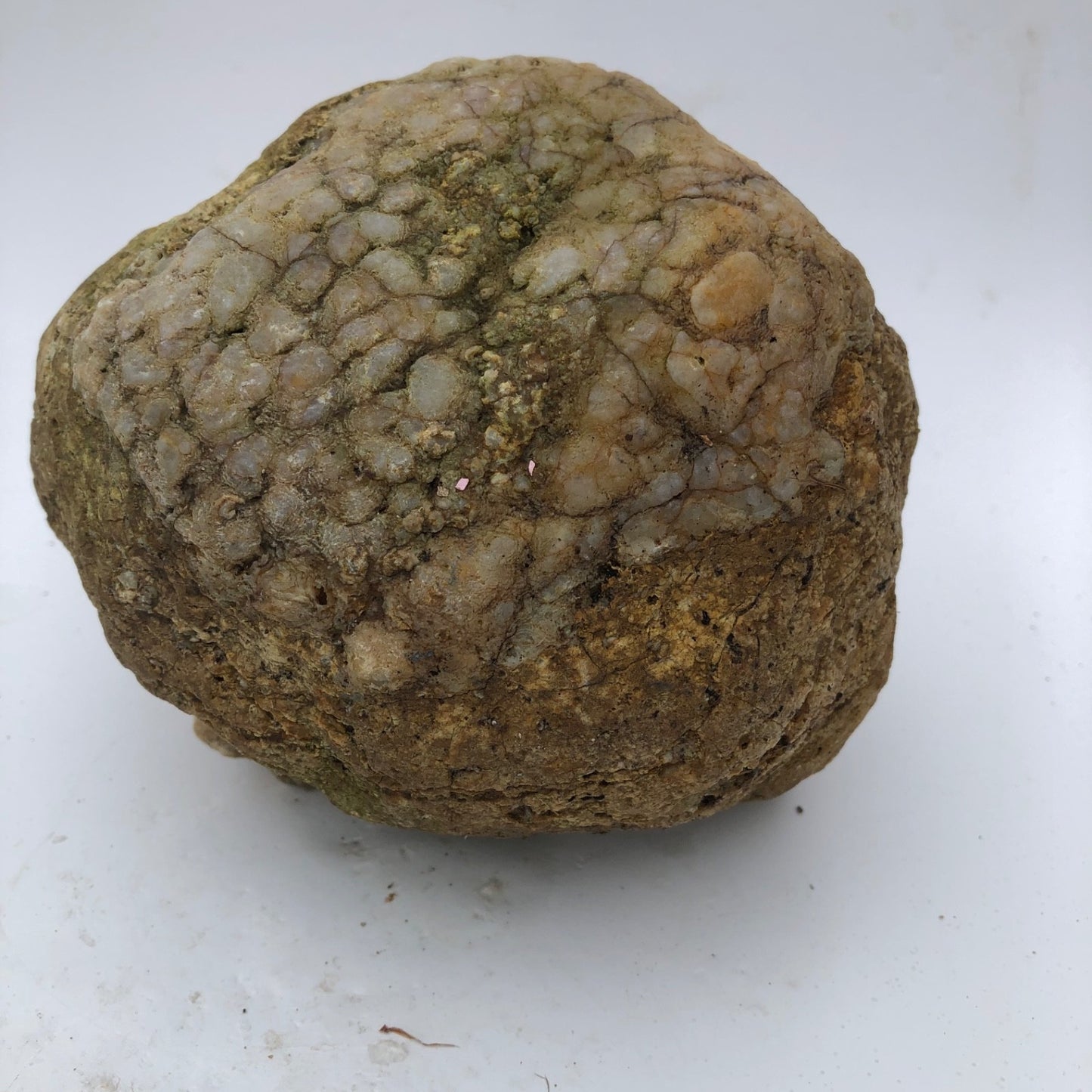 4 lb Unopened Kentucky Geode Rattler, Break Your Own, Hand Picked Natural Quartz – Fishing Creek, KY