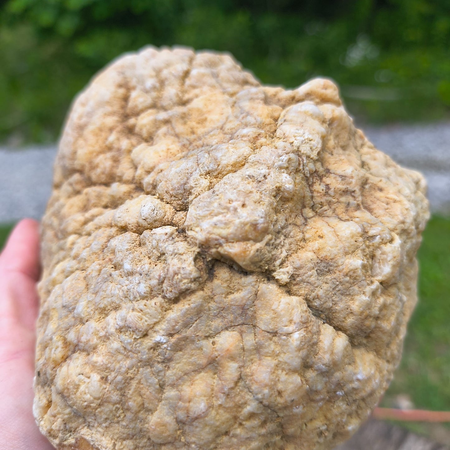 3.67 lb Natural Kentucky Geode, Unopened Whole Exact Specimen, 14 Inch Circ, Bonus – Fishing Creek, KY