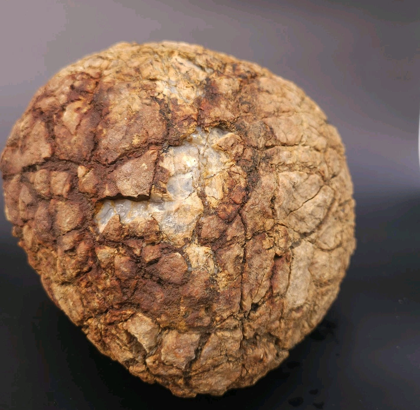 Large 12.24lb Septarian Concretion Stone, Natural Geological Specimen – Fishing Creek, KY