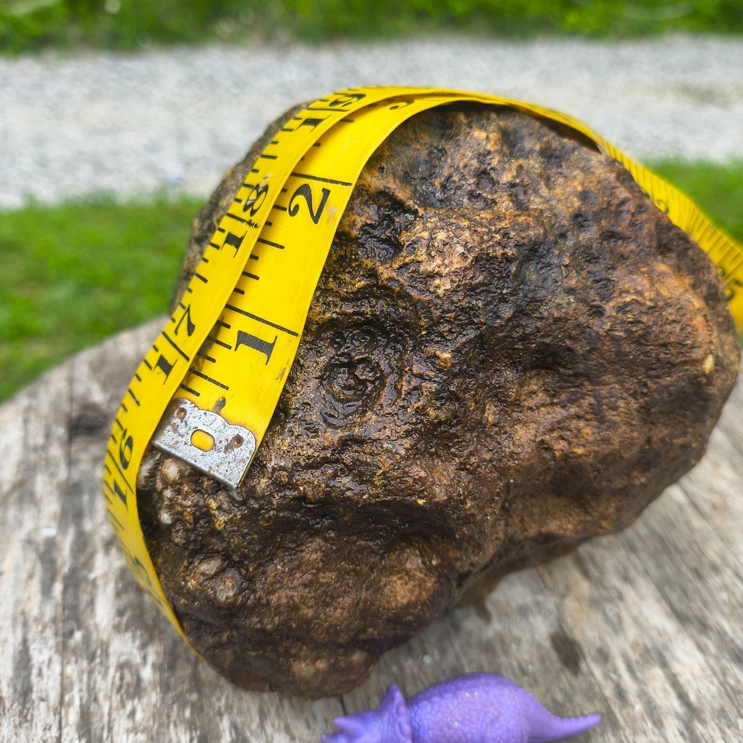 Unopened Kentucky Geode — 5.40 lb, 16" Circ, Bonus Mineral ID Card Included