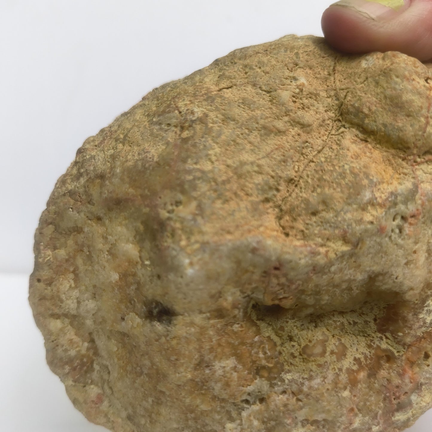 3.25 lb Kentucky Geode, Unopened Exact Specimen, Natural Whole Geode – Fishing Creek, KY