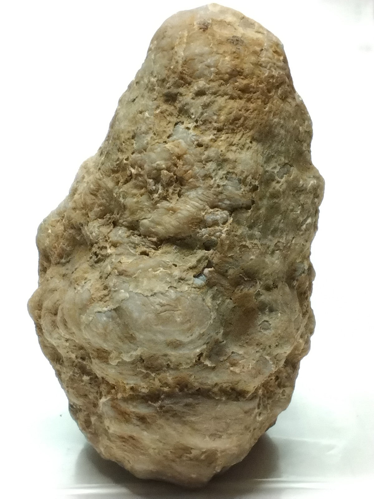 Kentucky Whole Geode, Natural Unopened Crystal Nodule, 7.74 lb, Exact Stone – Fishing Creek, KY