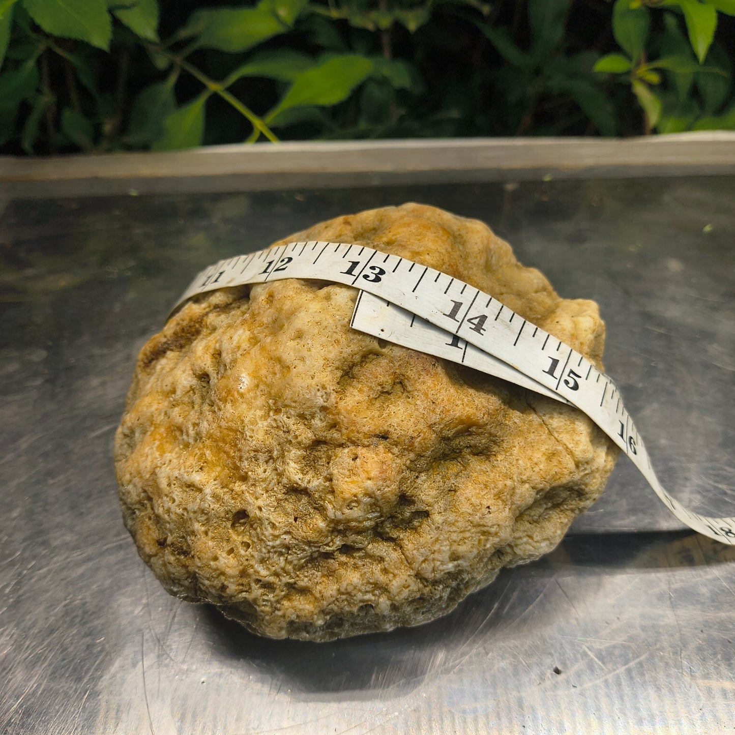 2.84 lb Kentucky Rattler Geode, Exact Unopened Natural Crystal Specimen – Fishing Creek, KY