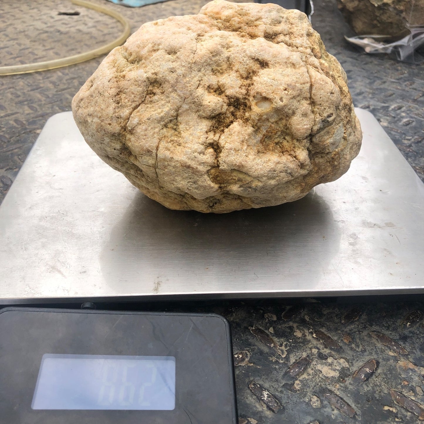 Unopened Kentucky Geode — 7" Wide Large Display Nodule, Crack Your Own