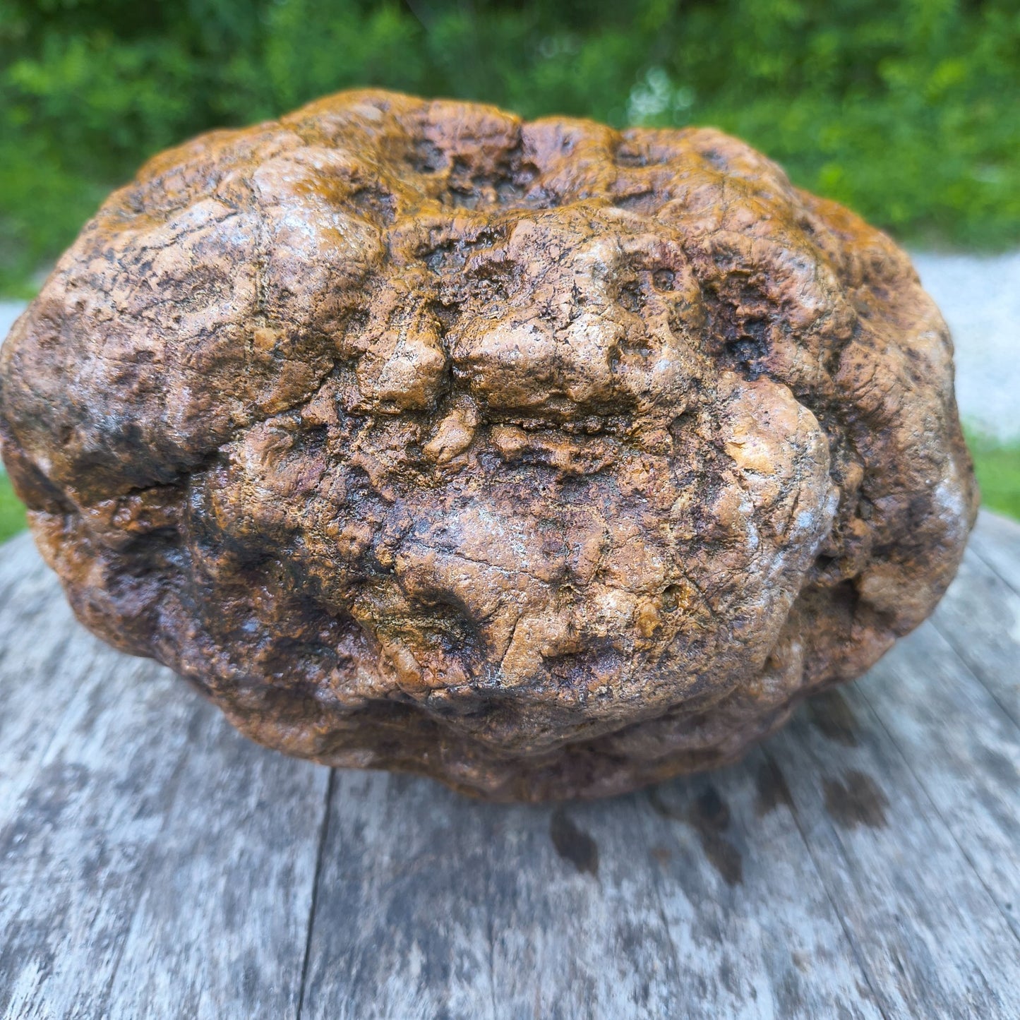 10.07 lb Kentucky Geode, Unopened, Natural Crystal Geode + Bonus – Hand-Collected at Fishing Creek, KY