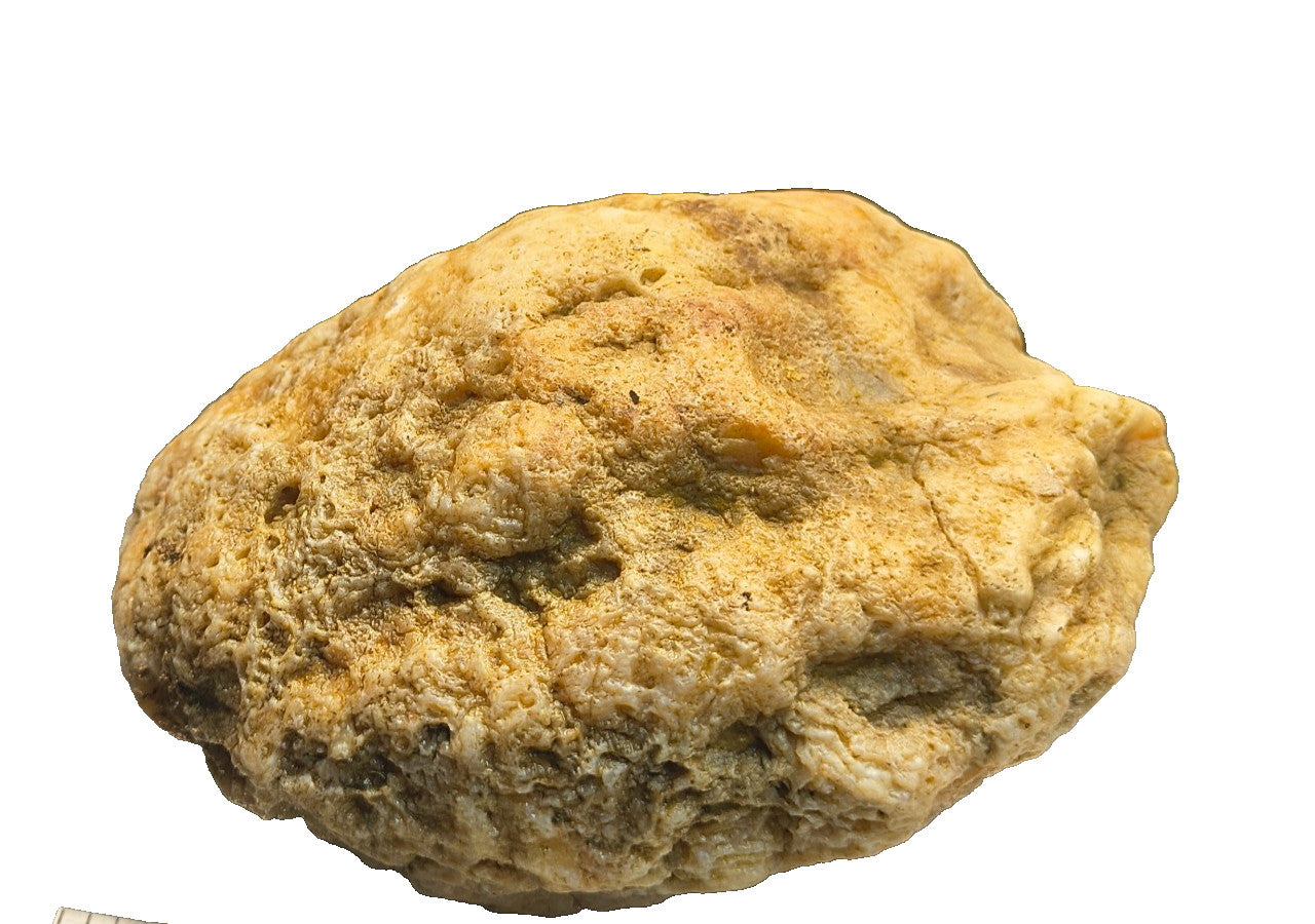 2.84 lb Kentucky Rattler Geode, Exact Unopened Natural Crystal Specimen – Fishing Creek, KY