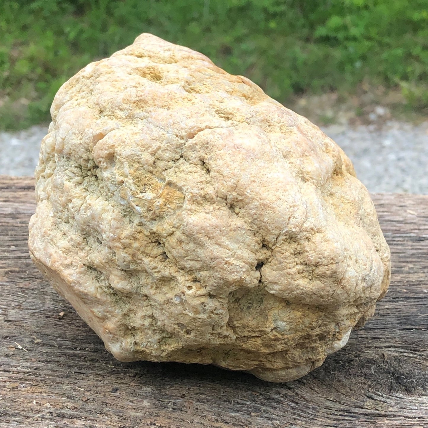 Unopened Kentucky Geode — 7" Wide Large Display Nodule, Crack Your Own