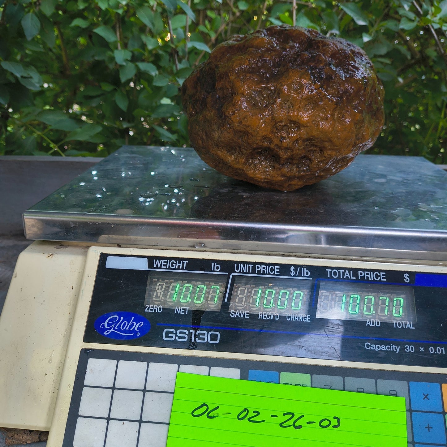 10.07 lb Kentucky Geode, Unopened, Natural Crystal Geode + Bonus – Hand-Collected at Fishing Creek, KY