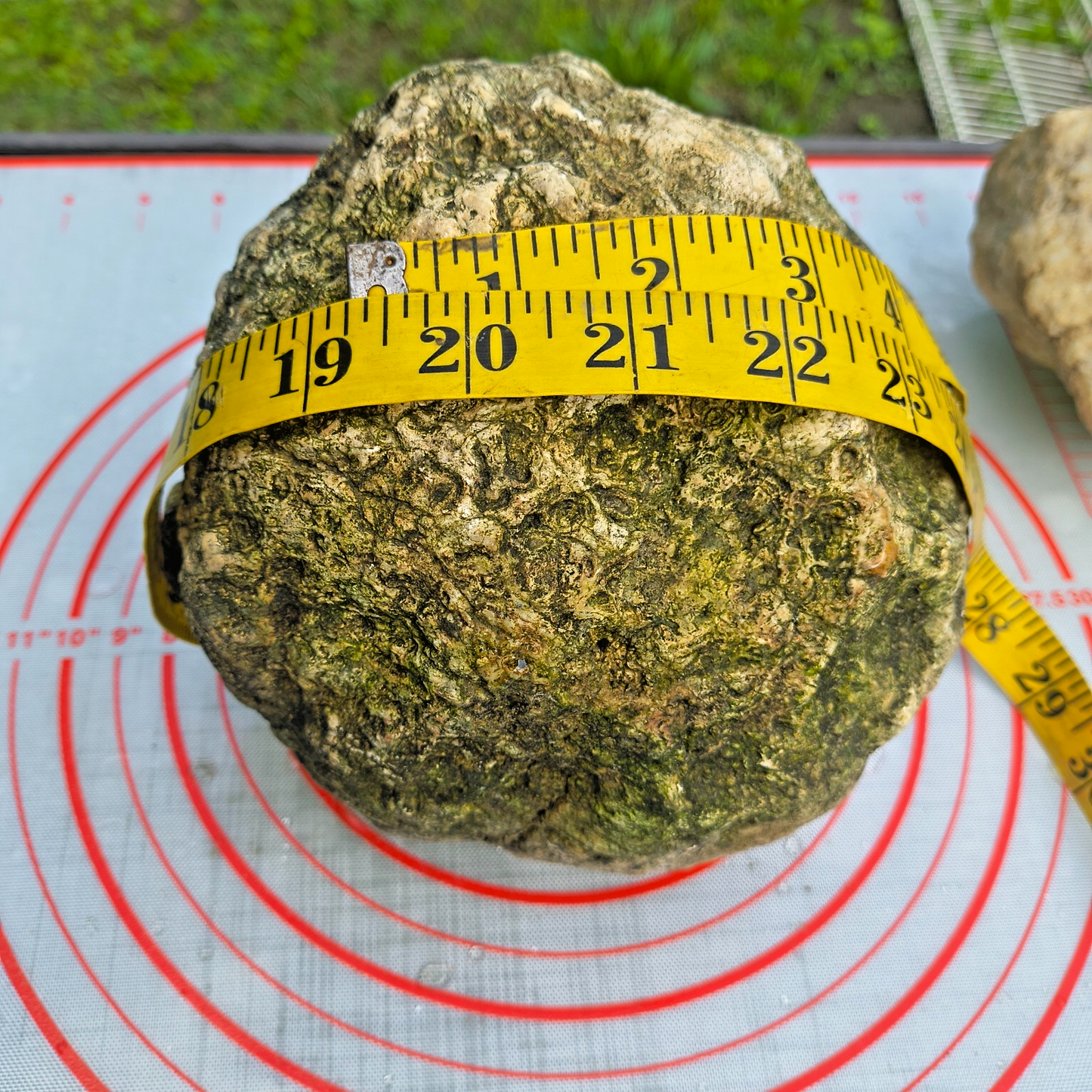 10.14 lb Unopened Large Geode Nodule, Natural Quartz Crystal, Uncut – Hand-Collected at Fishing Creek, KY