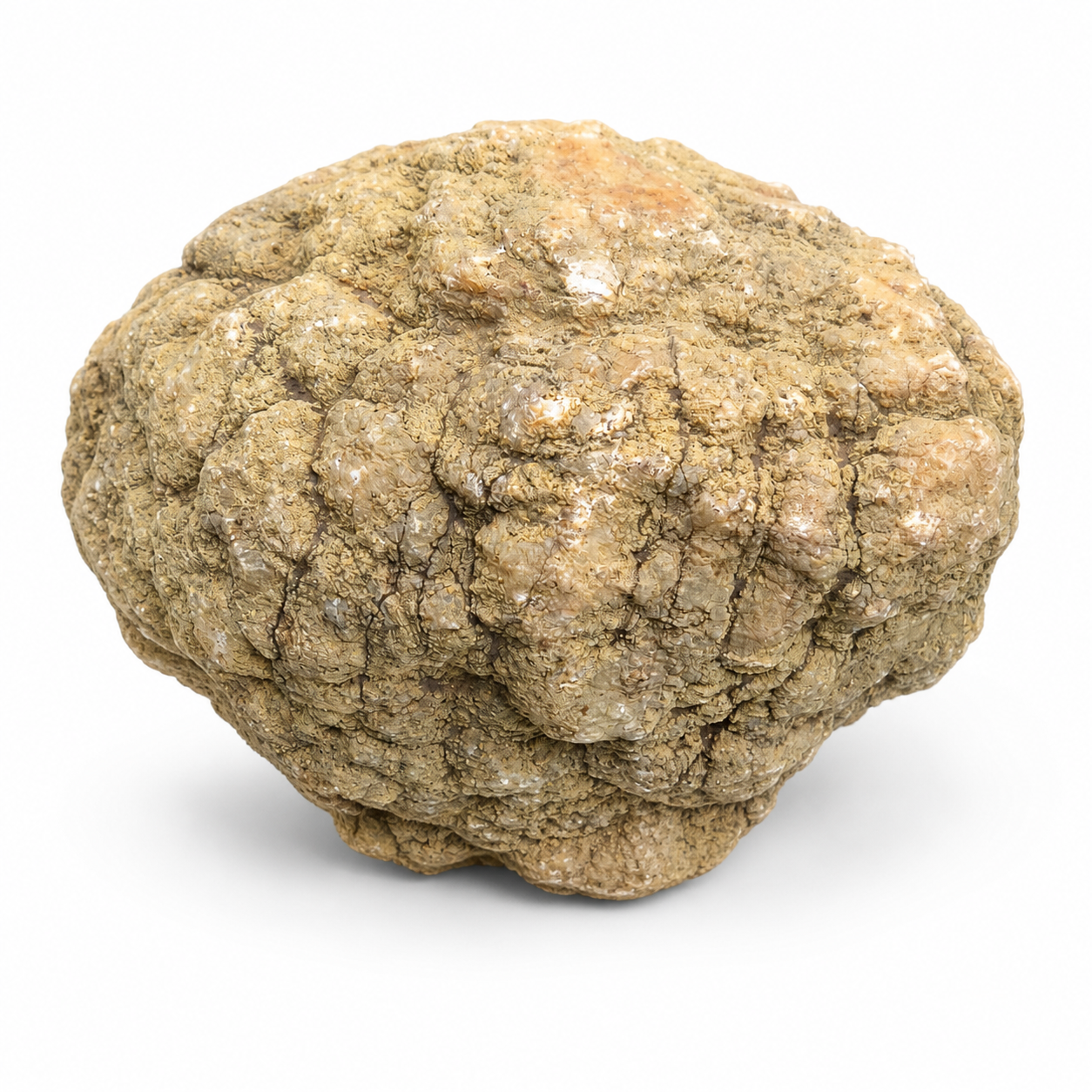 Kentucky Geode, 6.01 lb Whole Unopened Natural Quartz Crystal Rock, 6 Inch – Fishing Creek, KY