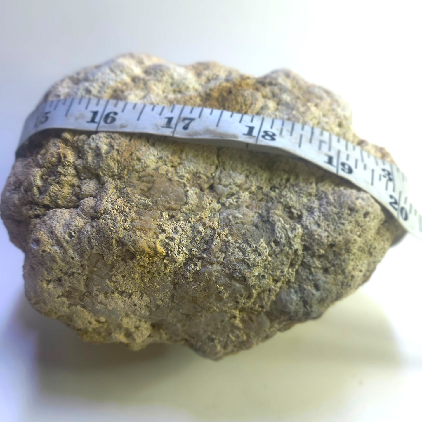 Exact Kentucky Geode Rattler, 7 Inch Hollow Crystal Specimen, Unopened 17 Inch Circ – Fishing Creek, KY