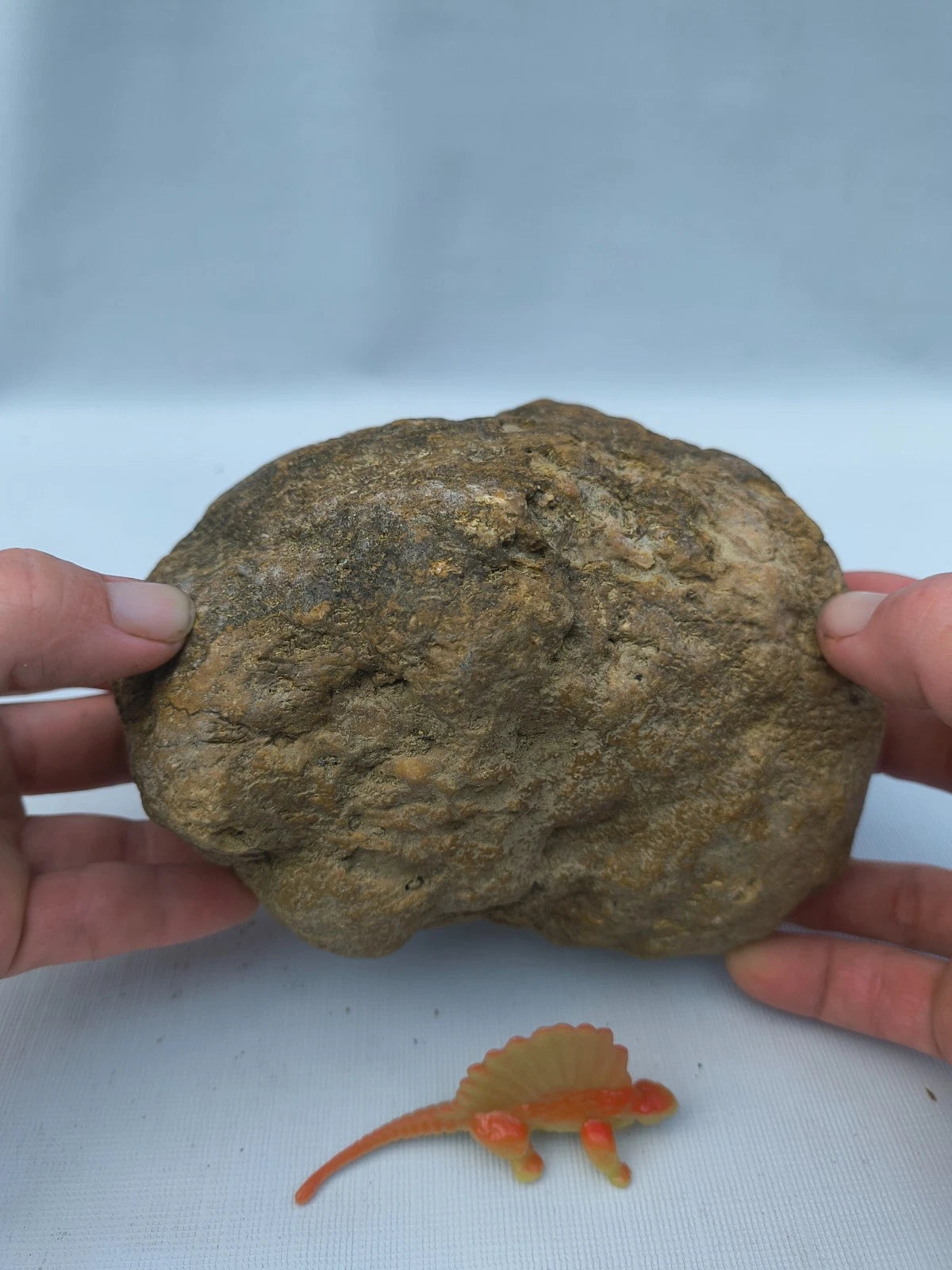 4.44 lb Kentucky geode - photo 5