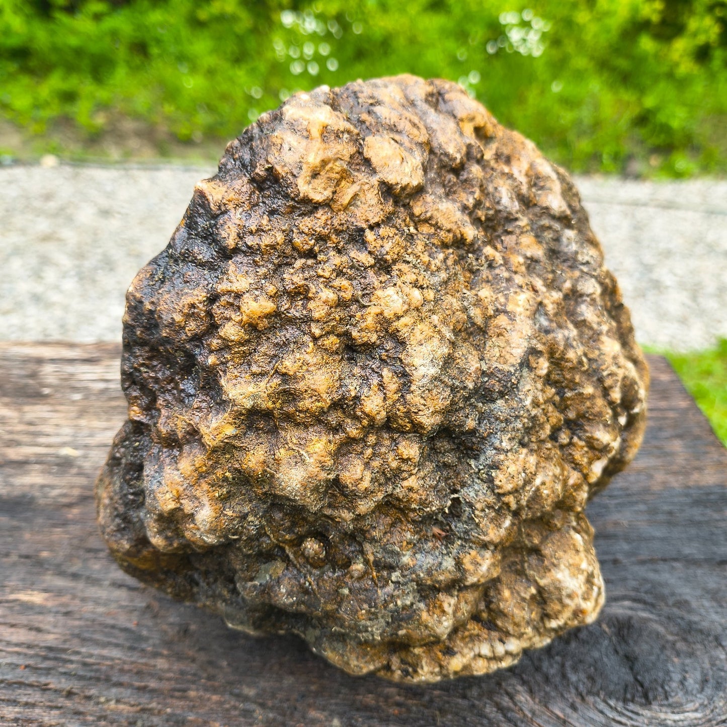 Large Kentucky Geode, Natural Unopened Crystal Geode, Collector Specimen – Fishing Creek, KY