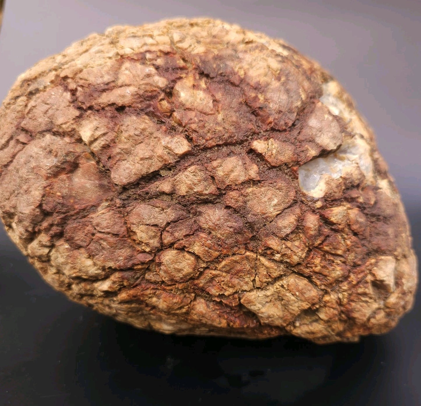 Large 12.24lb Septarian Concretion Stone, Natural Geological Specimen – Fishing Creek, KY