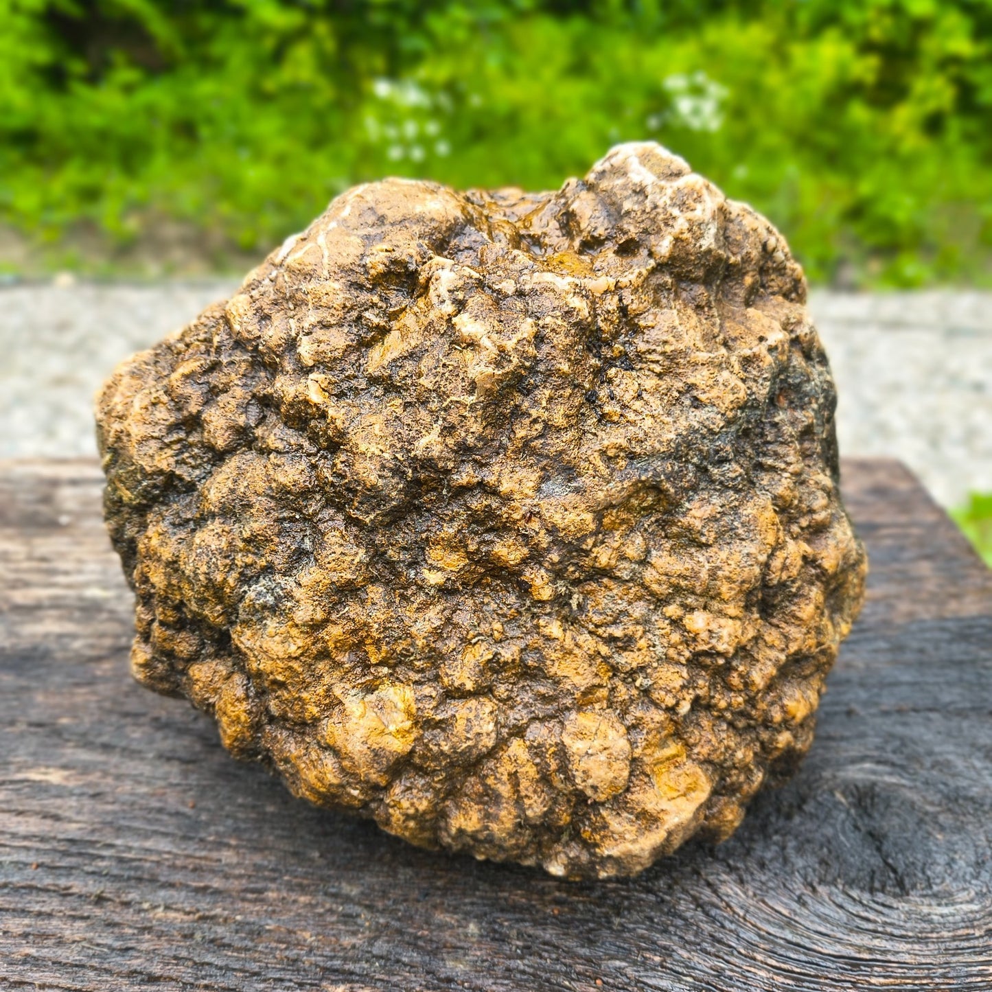 Large Kentucky Geode, Natural Unopened Crystal Geode, Collector Specimen – Fishing Creek, KY
