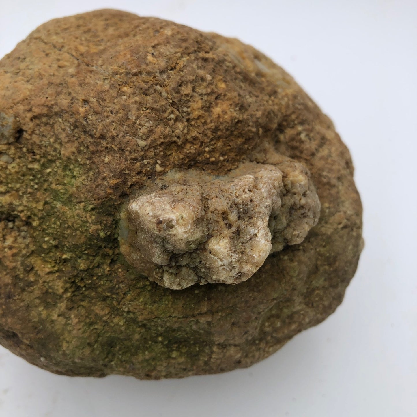 4 lb Unopened Kentucky Geode Rattler, Break Your Own, Hand Picked Natural Quartz – Fishing Creek, KY