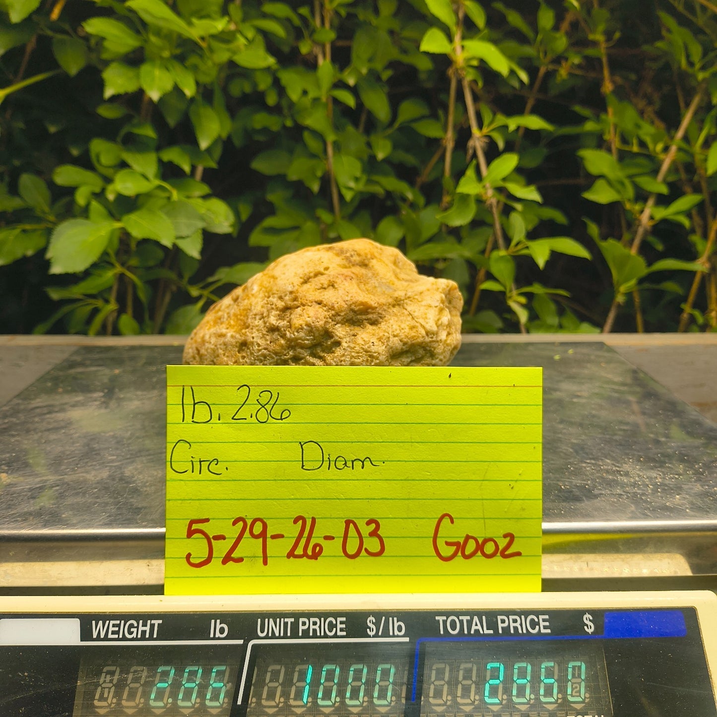 2.84 lb Kentucky Rattler Geode, Exact Unopened Natural Crystal Specimen – Fishing Creek, KY