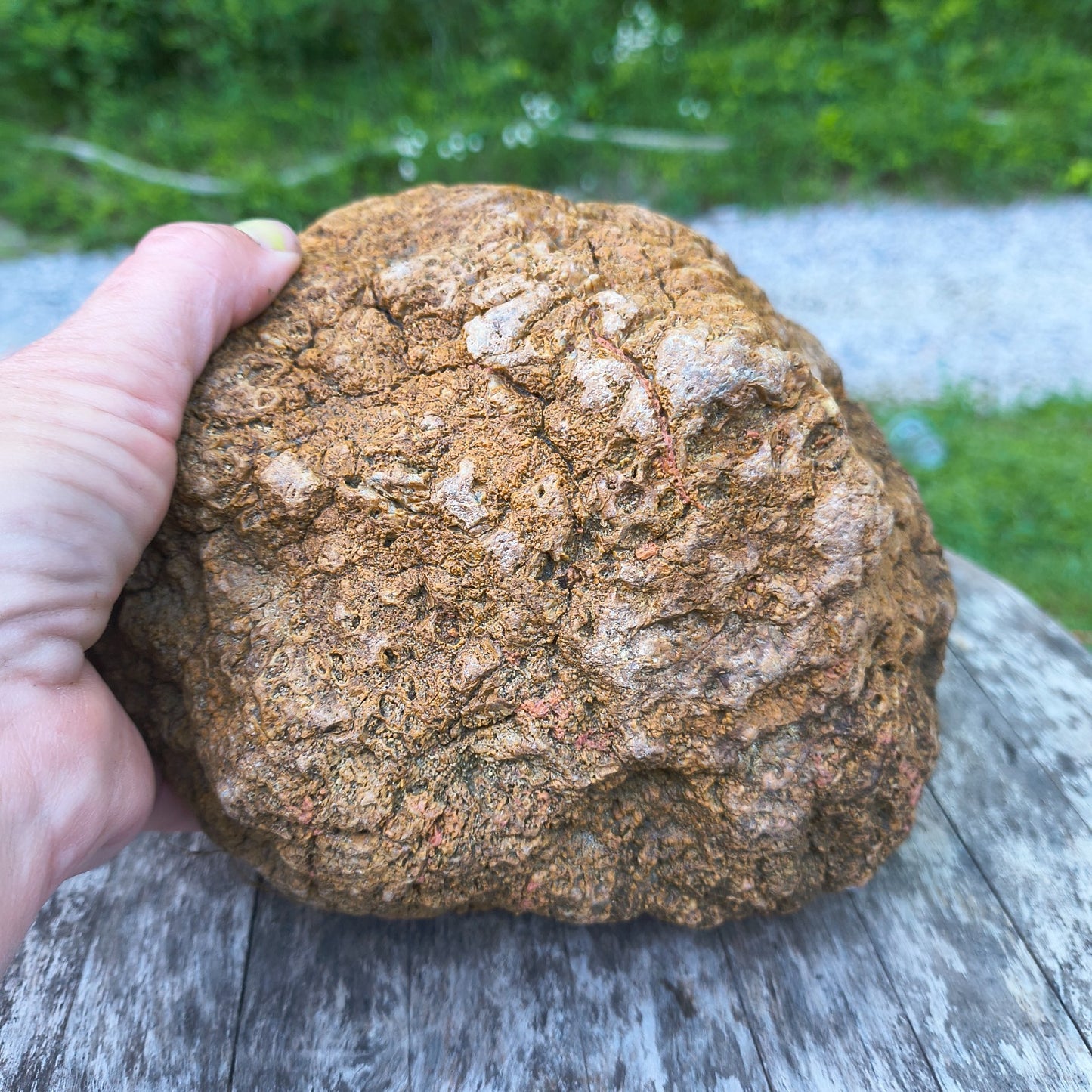 10.13 lb Kentucky Geode, Unopened, Natural Crystal Geode + Bonus – Hand-Collected at Fishing Creek, KY
