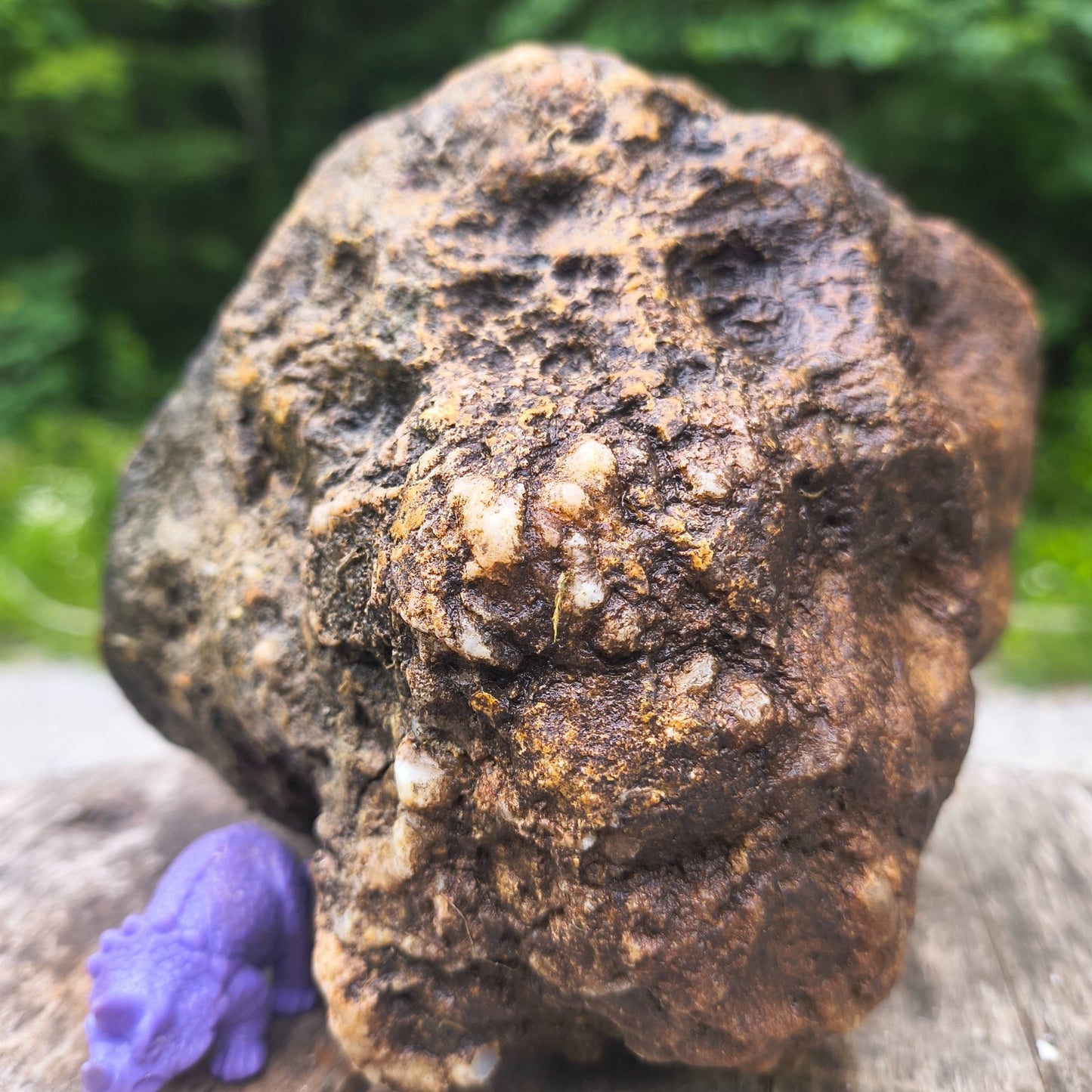 Unopened Kentucky Geode — 5.40 lb, 16" Circ, Bonus Mineral ID Card Included
