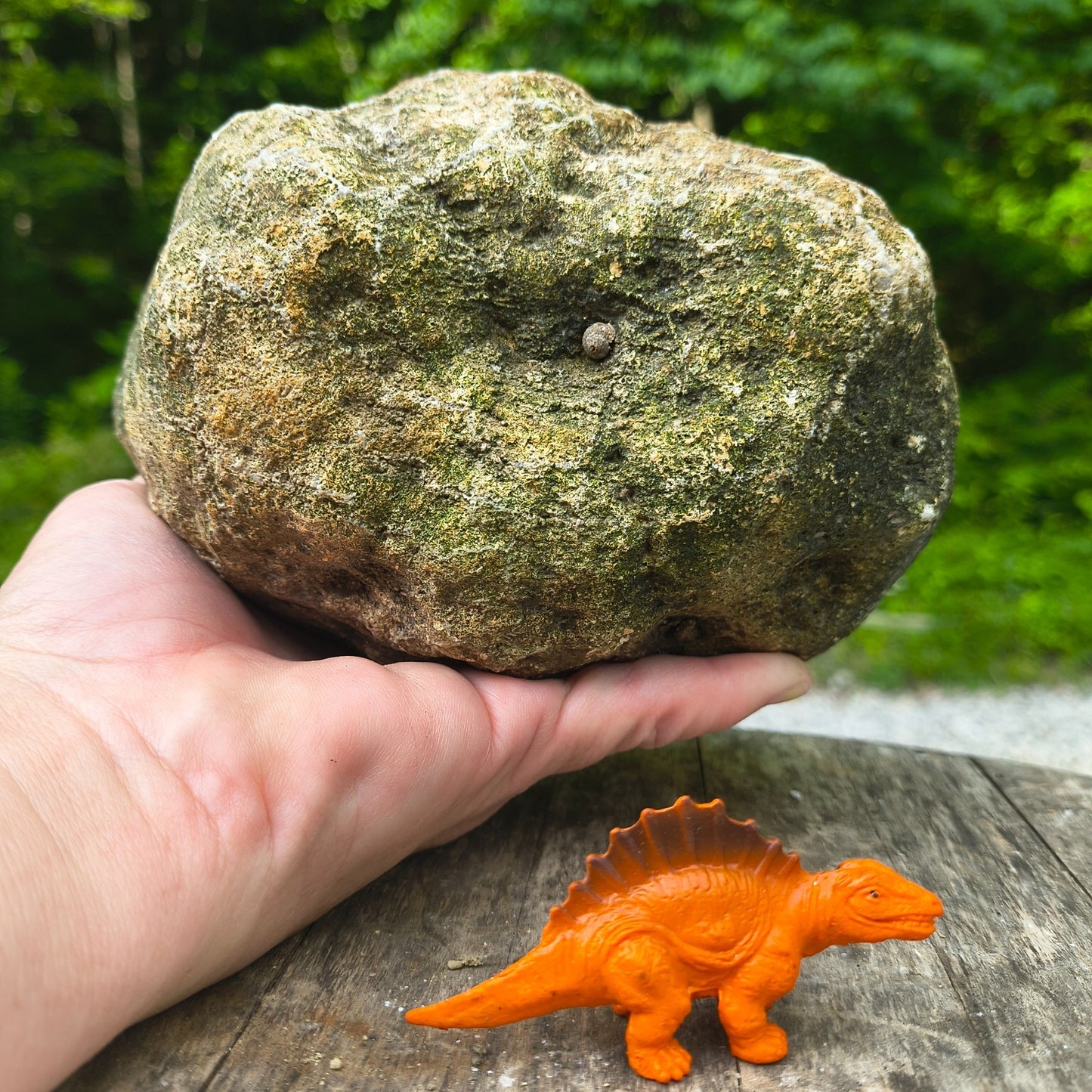 Unopened Kentucky Geode — 5.25 lb, 5.5" Wide Rounded Nodule, Crack Your Own