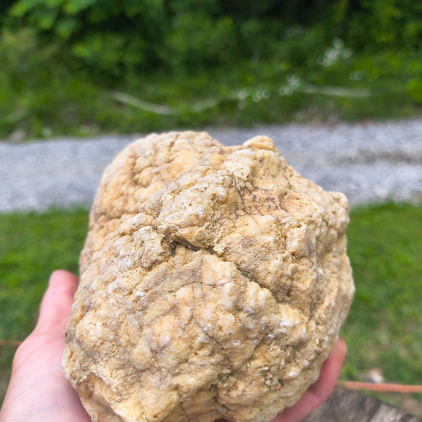 3.67 lb Natural Kentucky Geode, Unopened Whole Exact Specimen, 14 Inch Circ, Bonus – Fishing Creek, KY