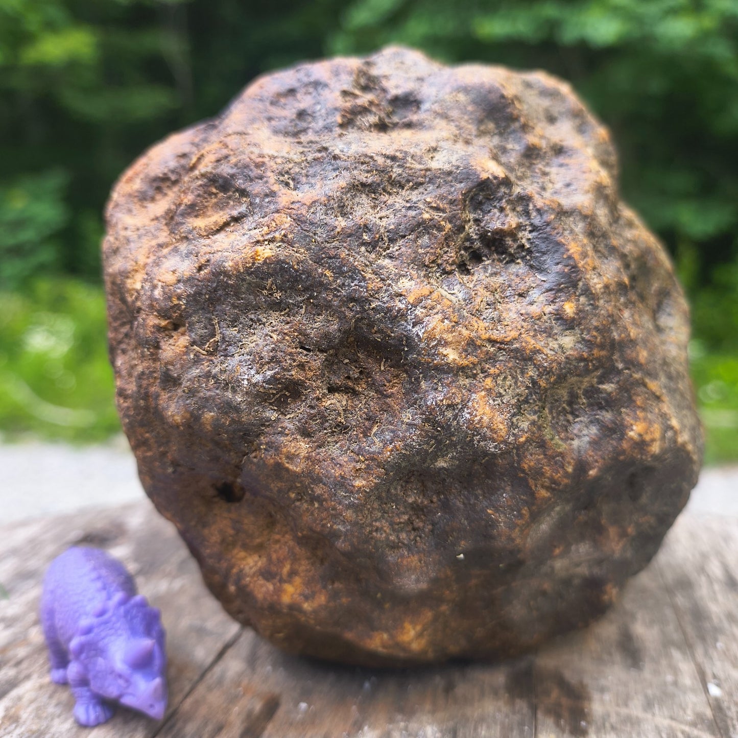 Unopened Kentucky Geode — 5.40 lb, 16" Circ, Bonus Mineral ID Card Included