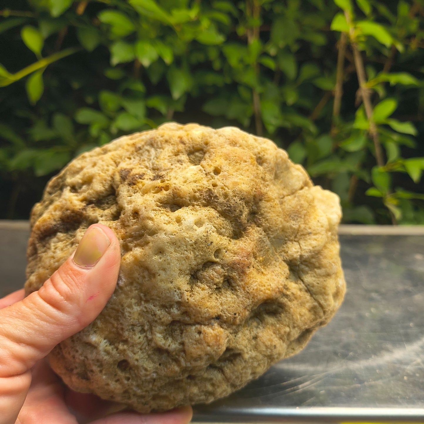 2.84 lb Kentucky Rattler Geode, Exact Unopened Natural Crystal Specimen – Fishing Creek, KY