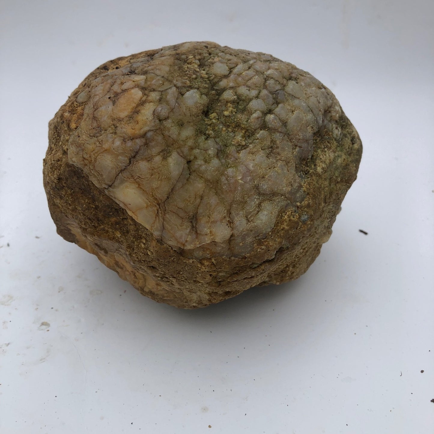 4 lb Unopened Kentucky Geode Rattler, Break Your Own, Hand Picked Natural Quartz – Fishing Creek, KY