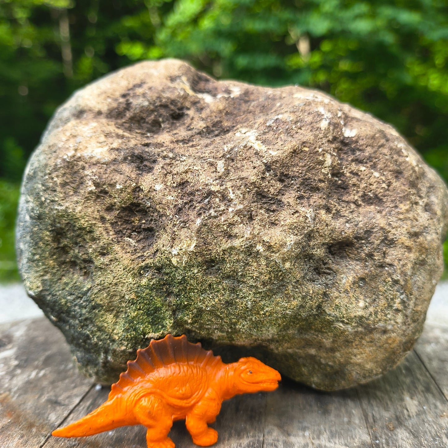 Unopened Kentucky Geode — 5.25 lb, 5.5" Wide Rounded Nodule, Crack Your Own