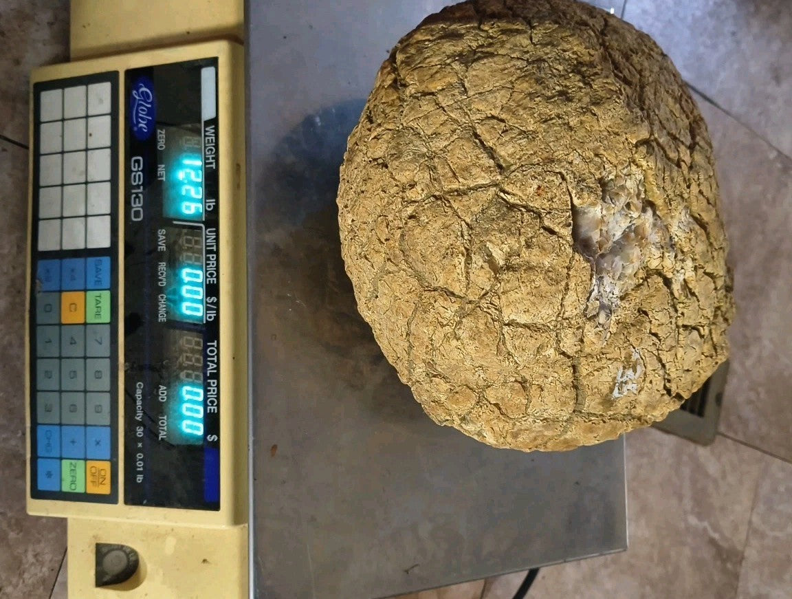Large 12.24lb Septarian Concretion Stone, Natural Geological Specimen – Fishing Creek, KY