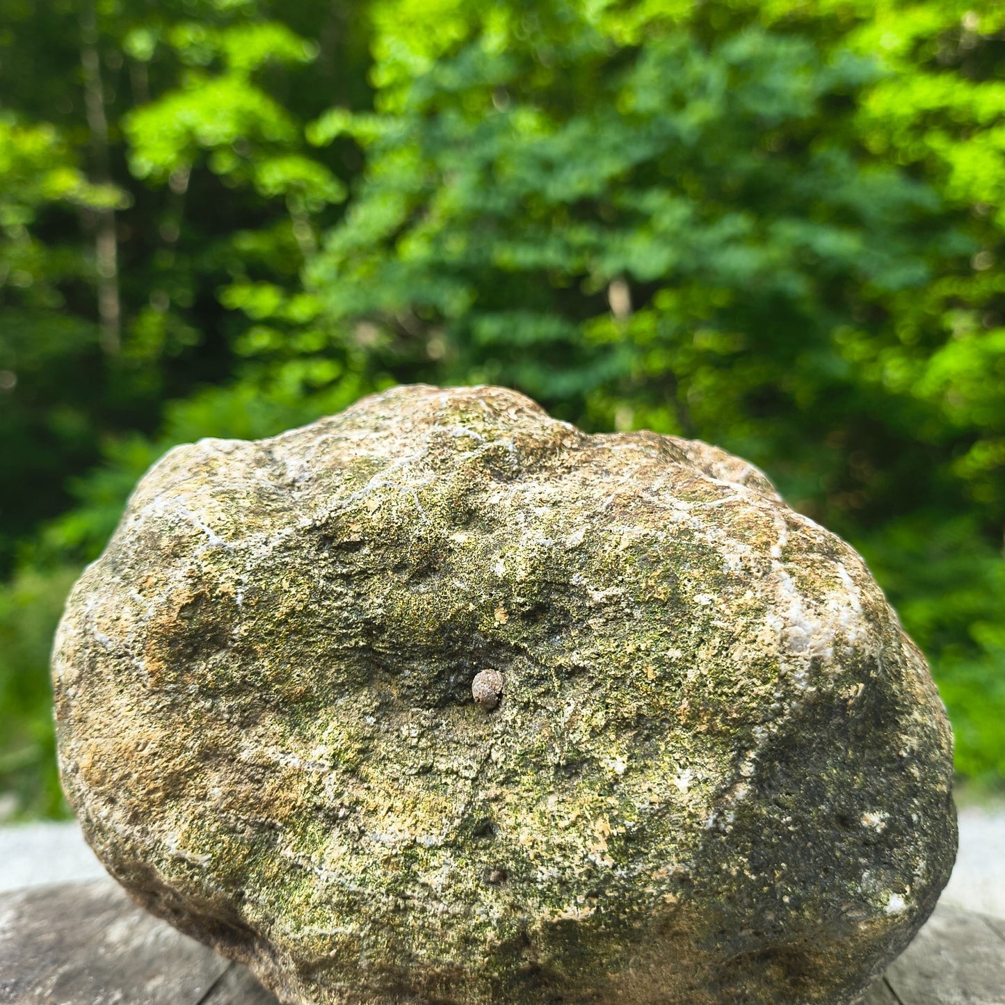Unopened Kentucky Geode — 5.25 lb, 5.5" Wide Rounded Nodule, Crack Your Own