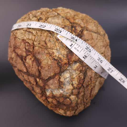 Large 12.24lb Septarian Concretion Stone, Natural Geological Specimen – Fishing Creek, KY