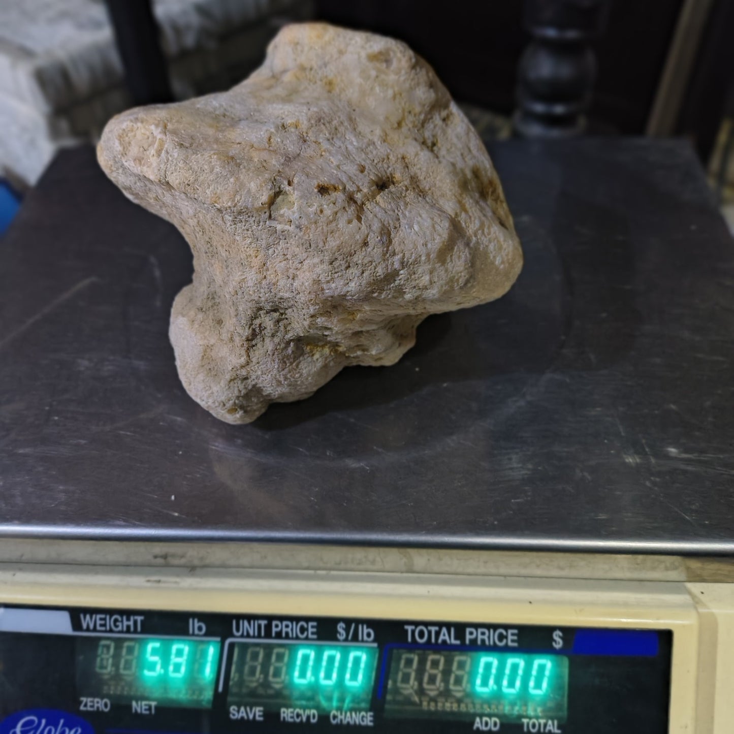5.81 lb Kentucky Fossil Geode, Horn Coral Crinoid, 7.5 Inch, Hand Picked KY Natural – Fishing Creek, KY