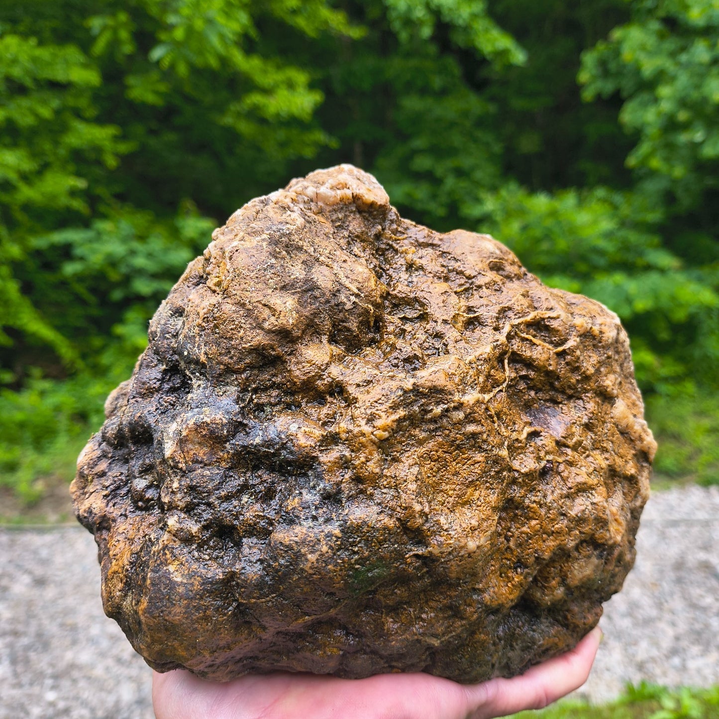 Large Kentucky Geode, Natural Unopened Crystal Geode, Collector Specimen – Fishing Creek, KY