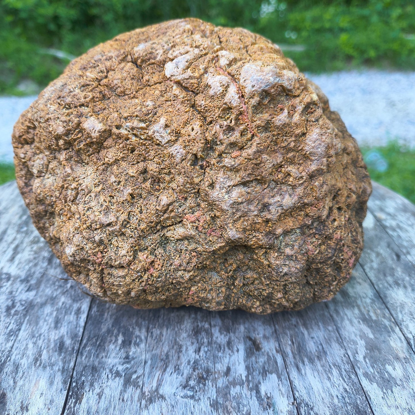 10.13 lb Kentucky Geode, Unopened, Natural Crystal Geode + Bonus – Hand-Collected at Fishing Creek, KY