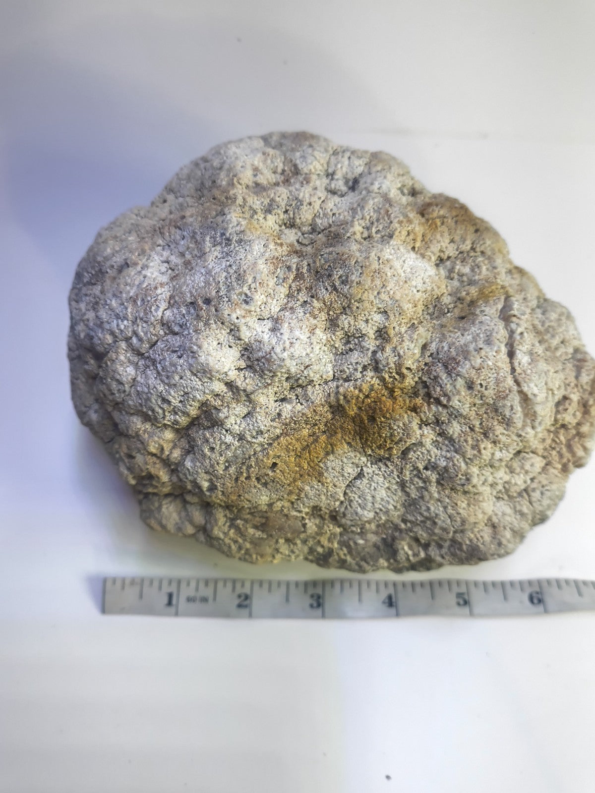 Exact Kentucky Geode Rattler, 7 Inch Hollow Crystal Specimen, Unopened 17 Inch Circ – Fishing Creek, KY