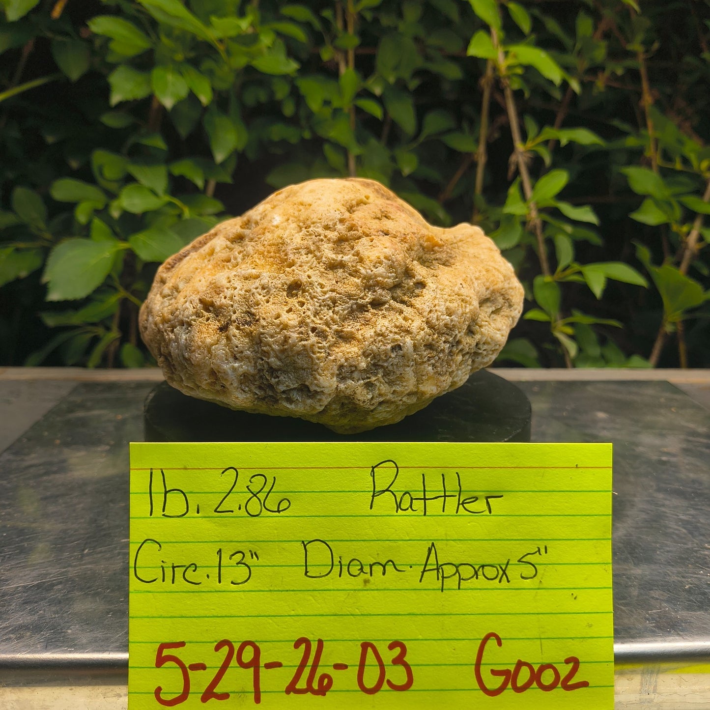 2.84 lb Kentucky Rattler Geode, Exact Unopened Natural Crystal Specimen – Fishing Creek, KY