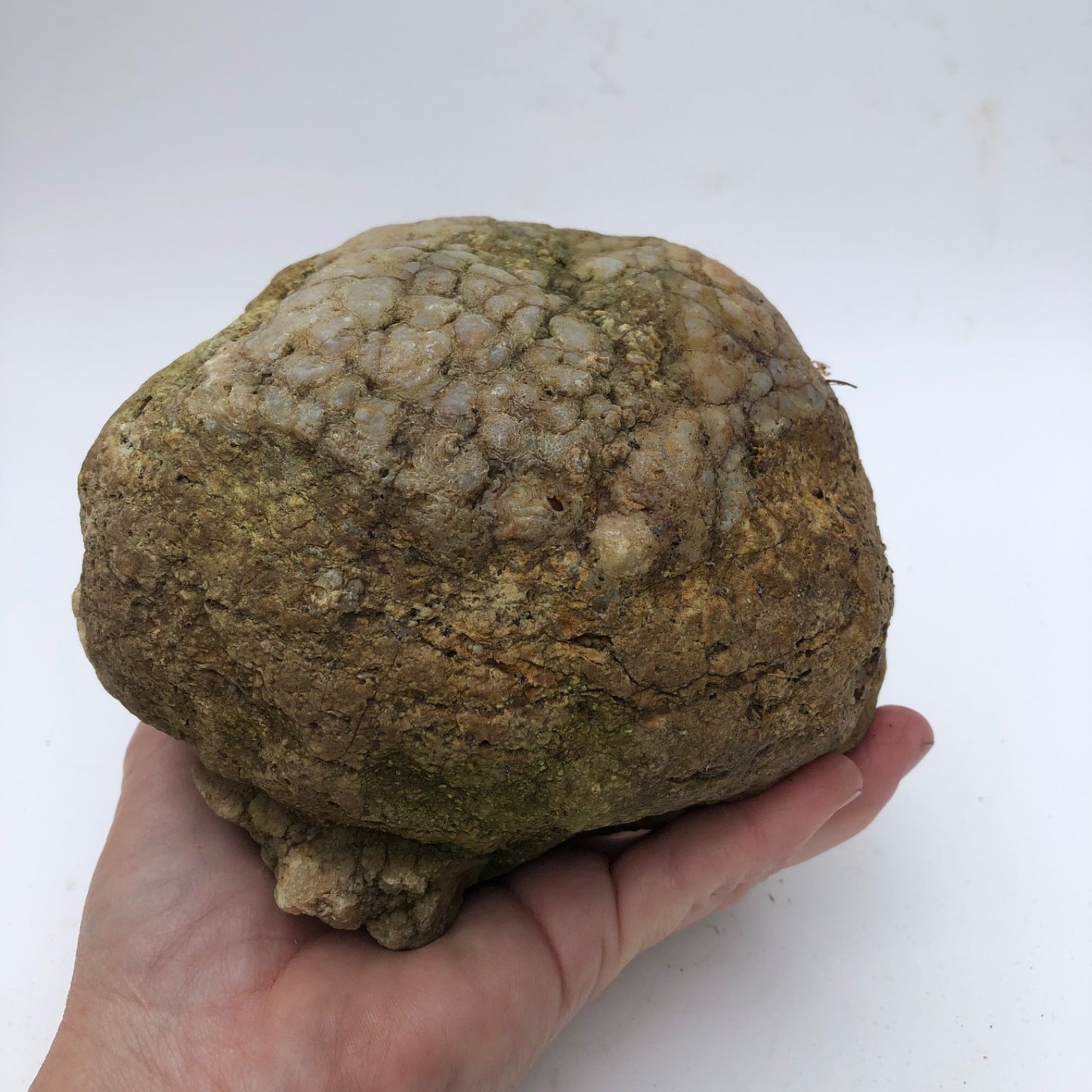 4 lb Unopened Kentucky Geode Rattler, Break Your Own, Hand Picked Natural Quartz – Fishing Creek, KY