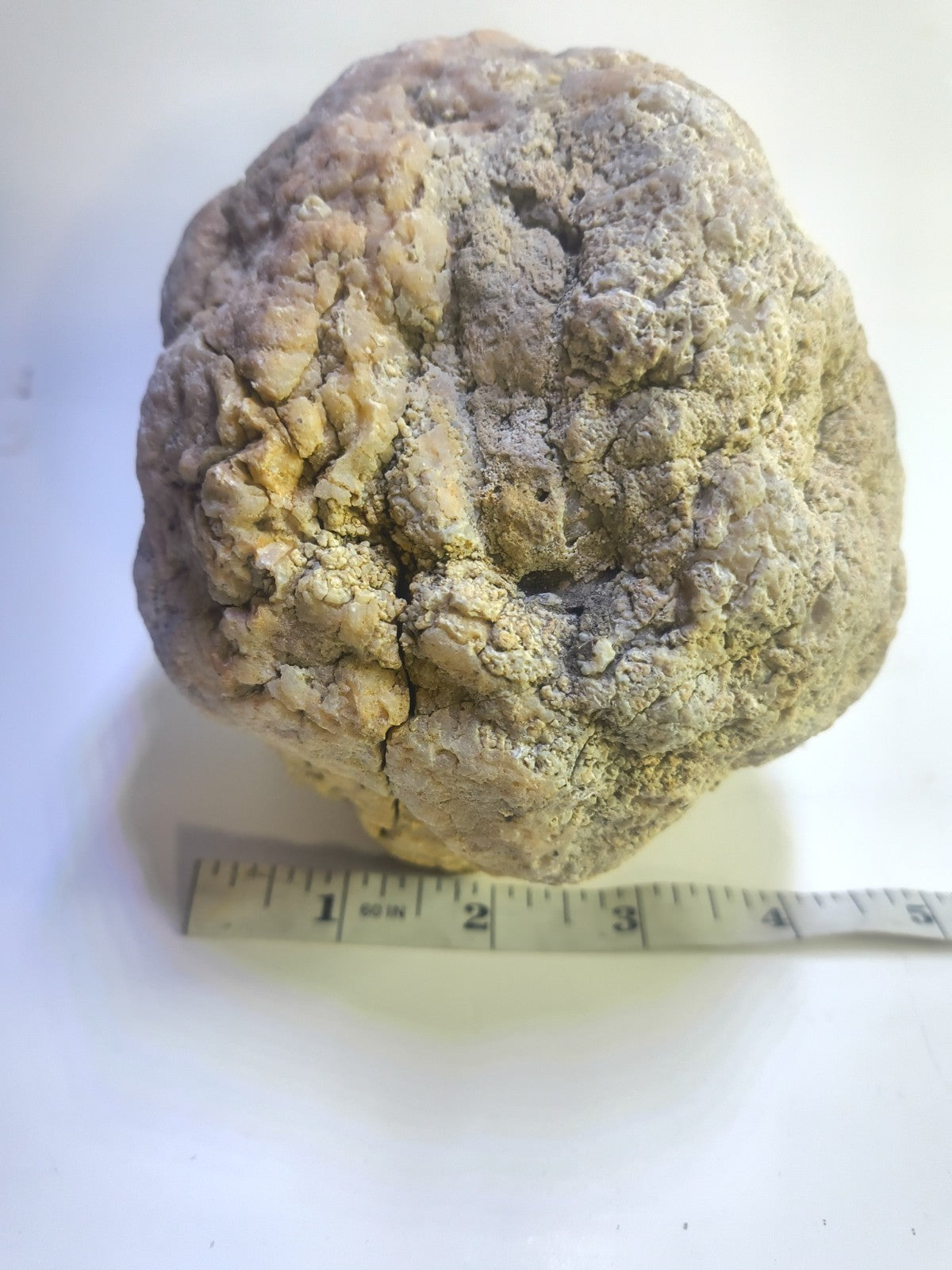 Exact Kentucky Geode Rattler, 7 Inch Hollow Crystal Specimen, Unopened 17 Inch Circ – Fishing Creek, KY