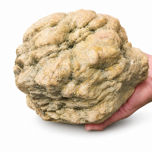 8 lb 12 oz Unopened Kentucky Geode, Break Your Own Giant Statement Piece – Fishing Creek, KY
