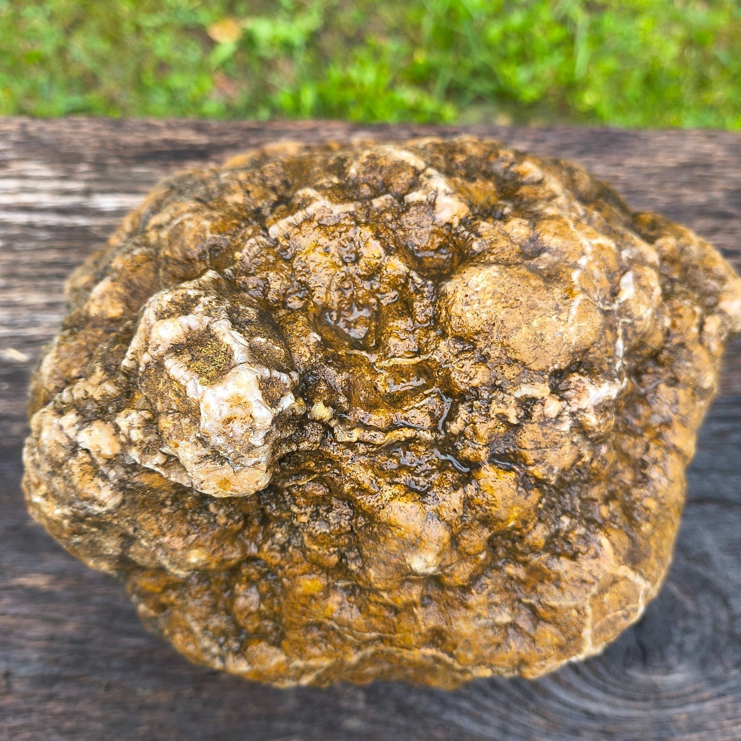 Large Kentucky Geode, Natural Unopened Crystal Geode, Collector Specimen – Fishing Creek, KY