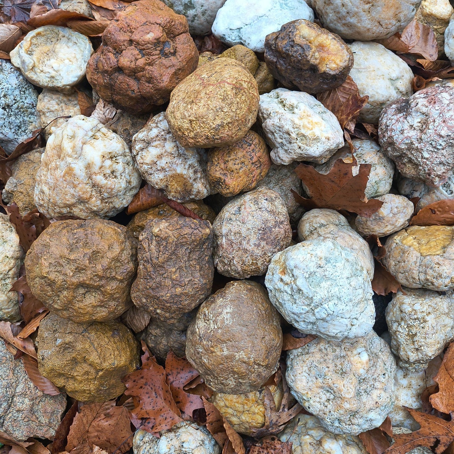 30 lb Lot Unopened Kentucky Geodes, Break Your Own, Bulk Mixed Sizes, Hand Picked – Fishing Creek, KY